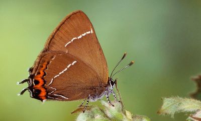 Butterflywatch: the white-letter hairstreak’s fortunes are tied to our elms