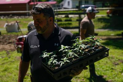 New York's 1st legal marijuana crop sprouts under the sun