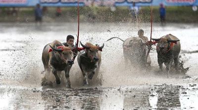 Traditional Water Buffalo Race Marks Beginning of Rice Planting Season in Thailand