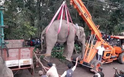 Wild elephant captured in Hassan district