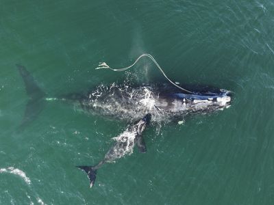 Whale entanglements may be dropping but the threat remains, feds say