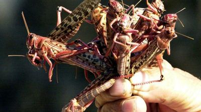 Scientists Make First Complete Genome of Desert Locust