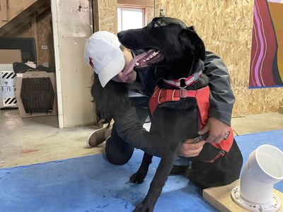 Dogs are sniffing out disease in animals vital to traditions of the Blackfeet tribe