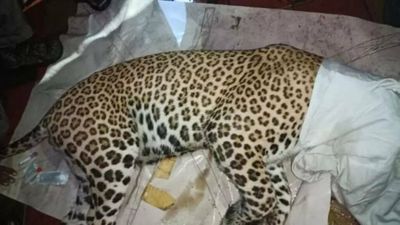 Mumbai: Leopard walks into Goregaon BMC school, gets trapped inside toilet