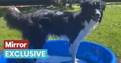 Woman issues paddling pool warning after puppy dies in 'freak accident'