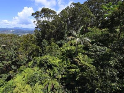 $230k fine for logging of NSW bat roosts