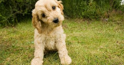 'My puppy has an aggressive foot fetish - I can no longer walk around barefoot'