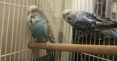Two budgies found abandoned in cage on Glasgow doorstep