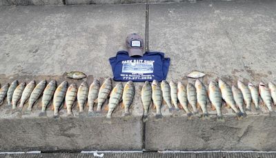 Clutching at hope on perch fishing with recent jumbo success on Chicago lakefront, plus Stray Cast