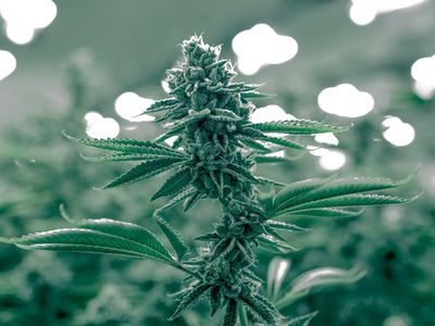 Tilray Medical Expands Portfolio Of Medical Cannabis Products In The UK