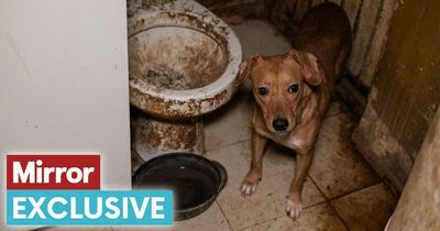 23 dogs living in faeces saved from 'worst case' ever witnessed by rescuers