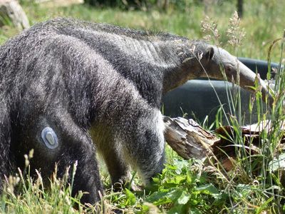 How to deal with a diabetic anteater