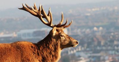 Village 'under siege from violent herd of deer' after residents voted against cull