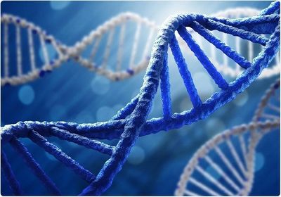 Role identified for single gene linked to rare syndrome of epilepsy, autism and developmental disability