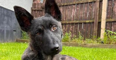 Shot with 90 pellets and abandoned, but today Derry dog Darragh is ready for loving home