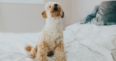 Woman mortified as workman overhears her tense conversation with her dog