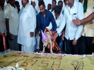 Karnataka: Grand party, 100 kg cake, this man made his furry friend feel super special on his birthday