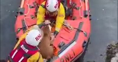 Footage shows dog being rescued after falling onto rocks in Dublin Bay