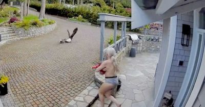 Brave breastfeeding mum hailed 'hero' after tackling bald eagle in incredible bid to save pet goose