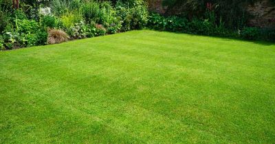 Get a green lawn in summer by using SOAP to kill off unsightly weeds