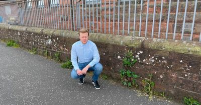 North Lanarkshire councillor calls on local authority to root out Motherwell weed problem in Motherwell