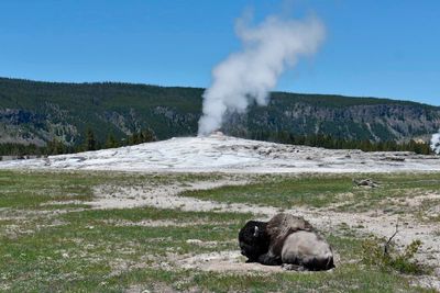 Yellowstone bison gores Colorado man, causes arm injury