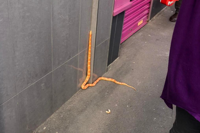 Mum rescues loose snake on Ayrshire street - then learns it's set to have 15 babies