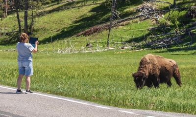 Another Yellowstone tourist tempts fate with unpredictable bison