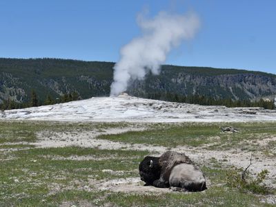 A Yellowstone visitor was injured when he got too close to a bison