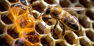 Hear me out – we could use the varroa mite to wipe out feral honey bees, and help Australia's environment