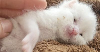 Adorable newborn kitten recovering after being found infested with maggots in Dublin garden