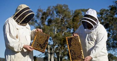 Compensation raised as millions of bees killed to stop Varroa mite