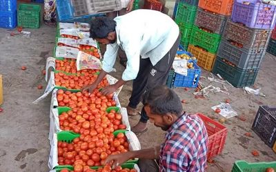 Price drop puts farmers in Asia’s largest tomato-growing belt in a fix