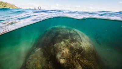 Coral bleaching research on Great Barrier Reef examines which of the fittest species will survive
