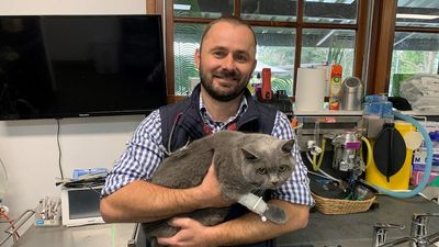 Drawn-out wet season creates ideal condition for fleas, ticks in southern Queensland