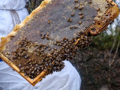 More beehives destroyed as NSW fights mite