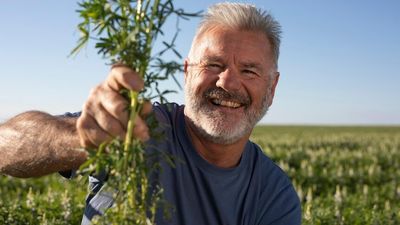 Vegan-friendly lupin goes from livestock feed to rival soy as alternative protein for humans