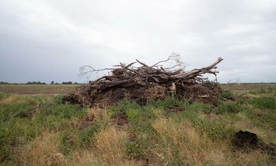 Emissions warning: calls to stop ‘skyrocketing’ land clearing in NSW