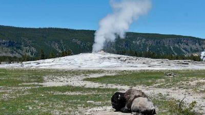 Man gored after approaching bison in Yellowstone National Park