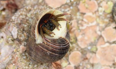 Country diary: Hermit crab is a rare find on West Country rockpool safari