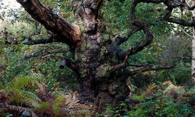 Study suggests existence of up to 2.1m ancient and veteran trees in England