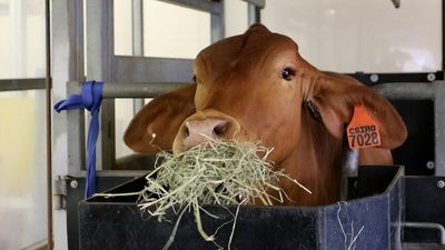 Methane-reducing seaweed asparagopsis up for sale after years of research