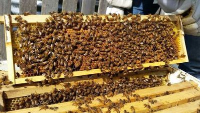 New varroa mite red zone added near Gosford as threat of deadly bee parasite expands in NSW