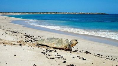 Illegal camping surge on WA's Ningaloo Coast sparks fears for endangered turtle habitats, Aboriginal fossils