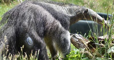 UK’s first diabetic giant anteater at Edinburgh Zoo fitted with monitor usually used for humans