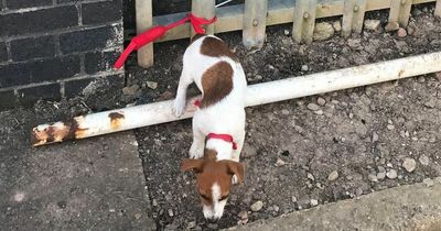 Terrified and tired puppy found chained to metal railings outside primary school