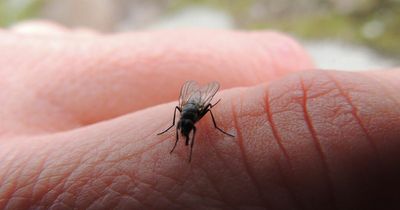 Don't kill flies and wasps this summer urge environmental charities