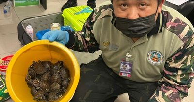 Women try to board plane with luggage filled with over 100 snakes and armadillos