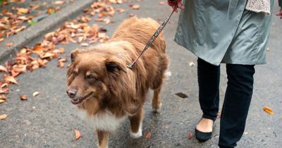 Dog owner scared to leave house for walks as neighbour yells every time