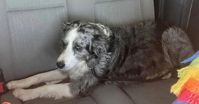 Dog swims for two whole days to reach dry land after falling off boat